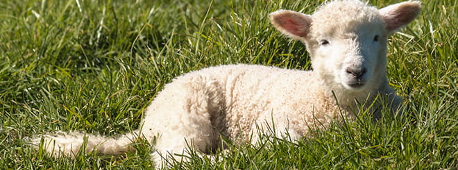 Lamb laid down in grass 
